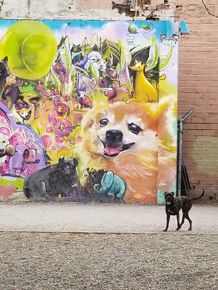 Pooch