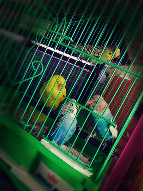 sfondi parakeet, cage