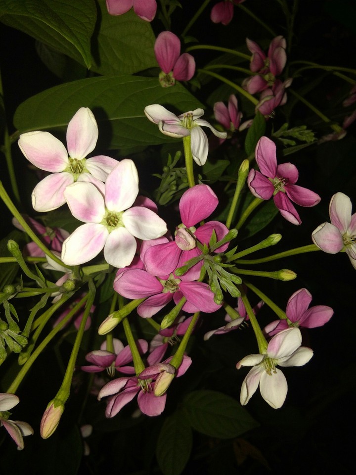 Flowers......to make ur life beautiful....from me......