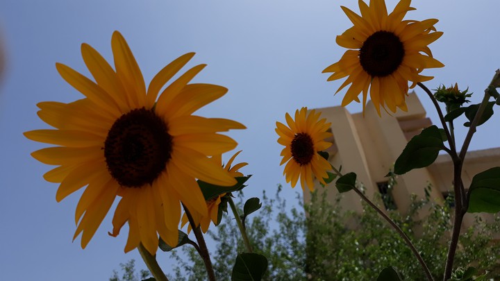 sunflower