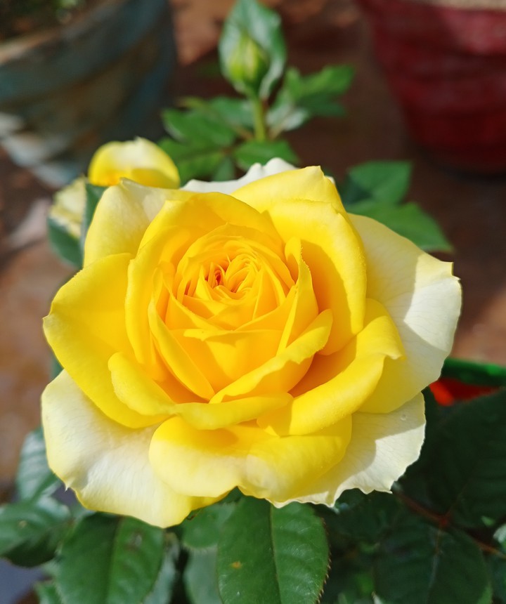 yellow rose
