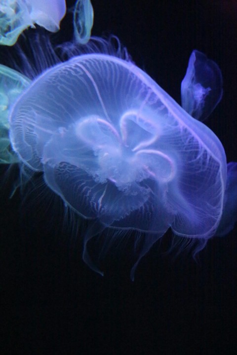 тапети bioluminescence, plankton