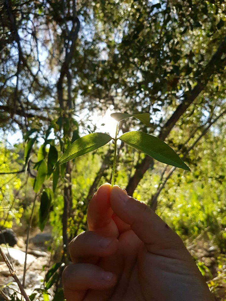 Sun green