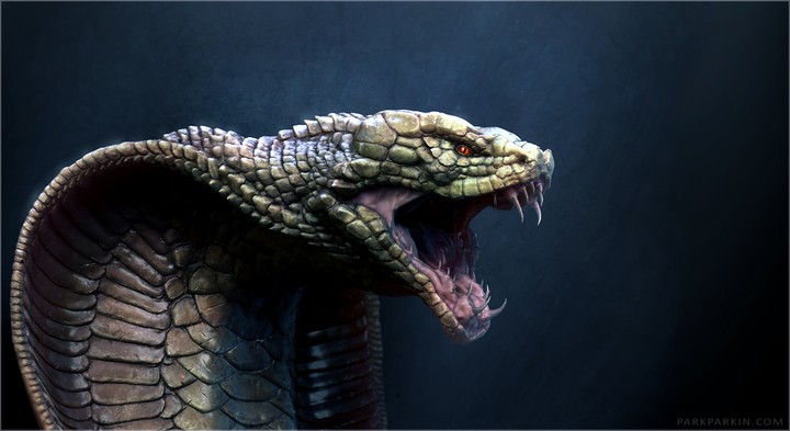 cobra