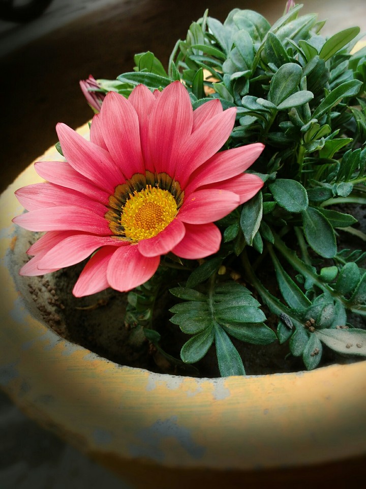flowers love