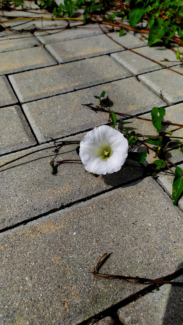 nature is always stronger than civilization