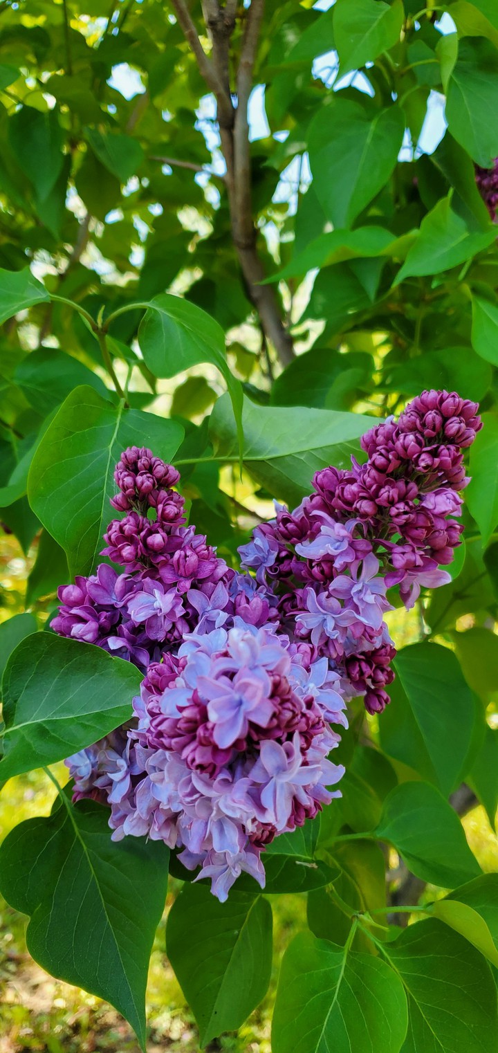 spring foto violet