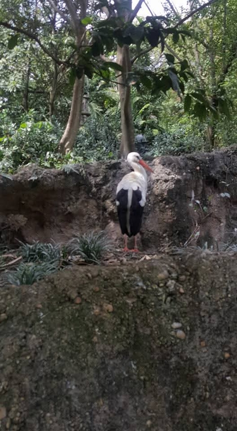 sfondi seabird, wild