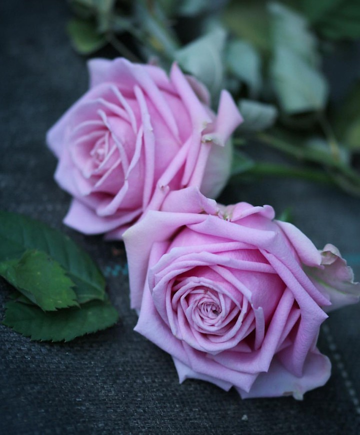 Roses růže