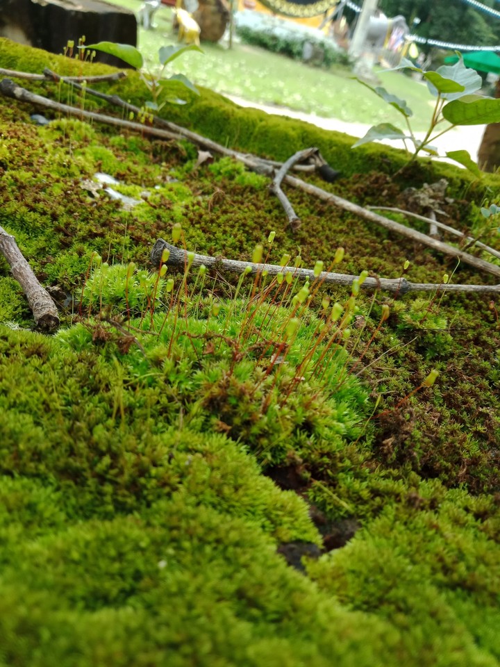 Nature