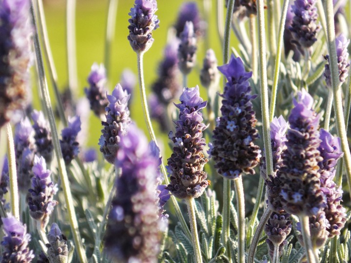Lavender