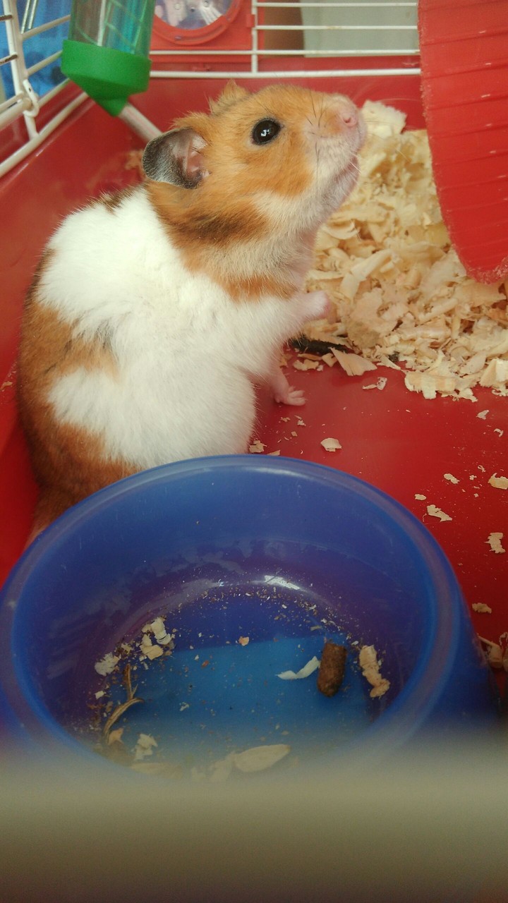 hamster