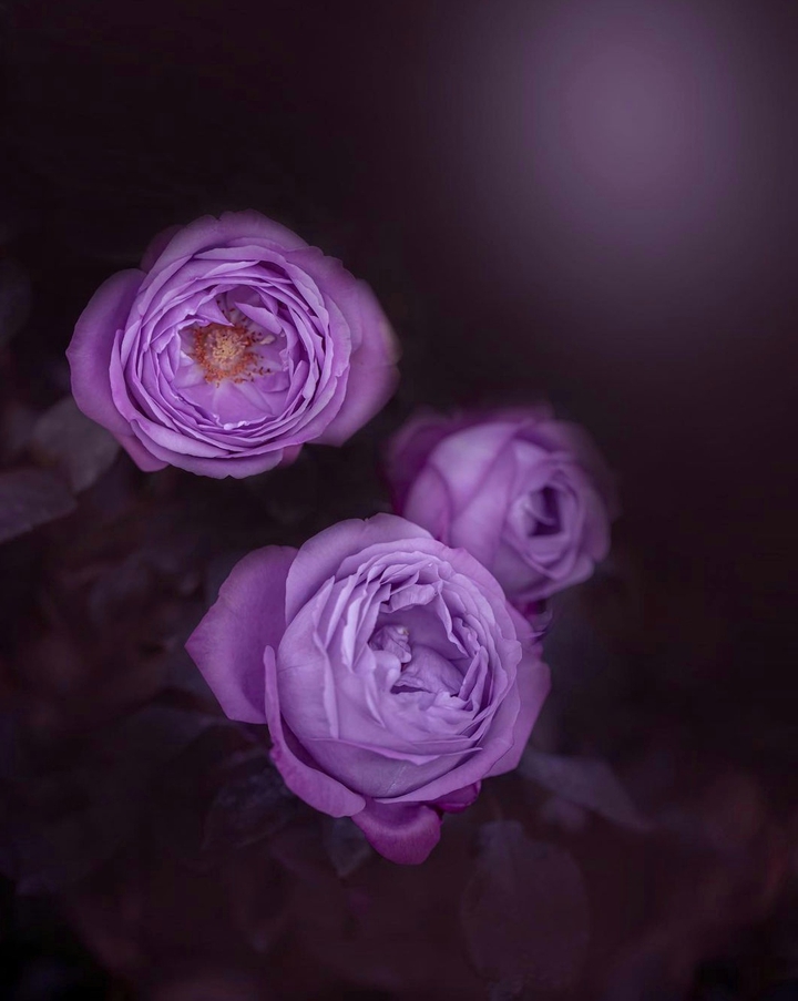 Roses