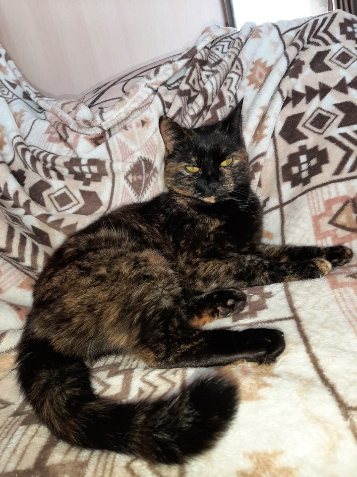 кошка