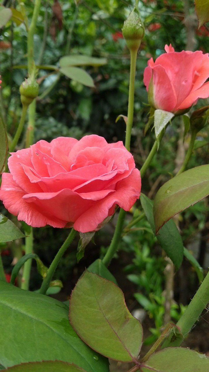 quiet sweet flowers