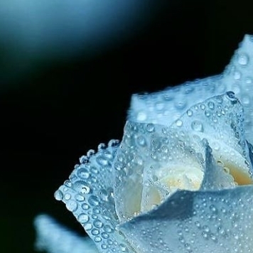 White Rose