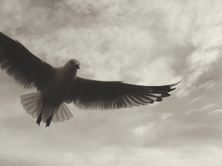 Seagull flying above