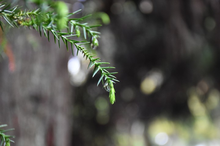drop