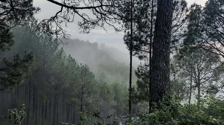 forest fogs