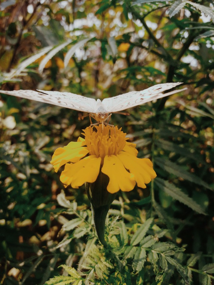 butterfly