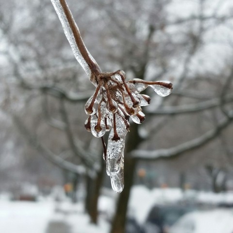 Melting Ice