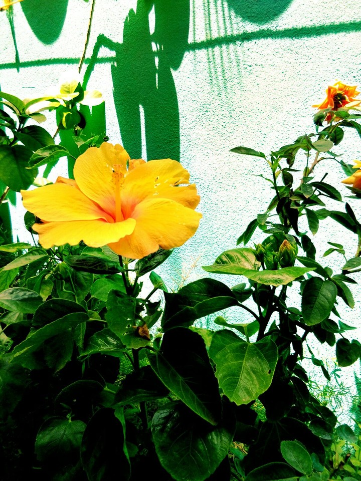 hibiscus