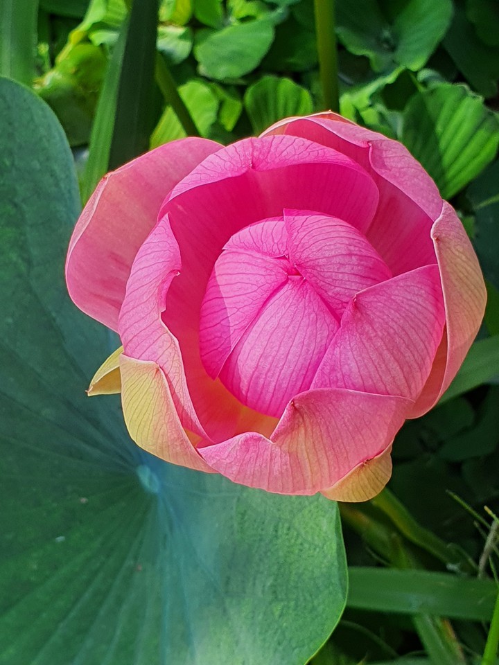 lotus