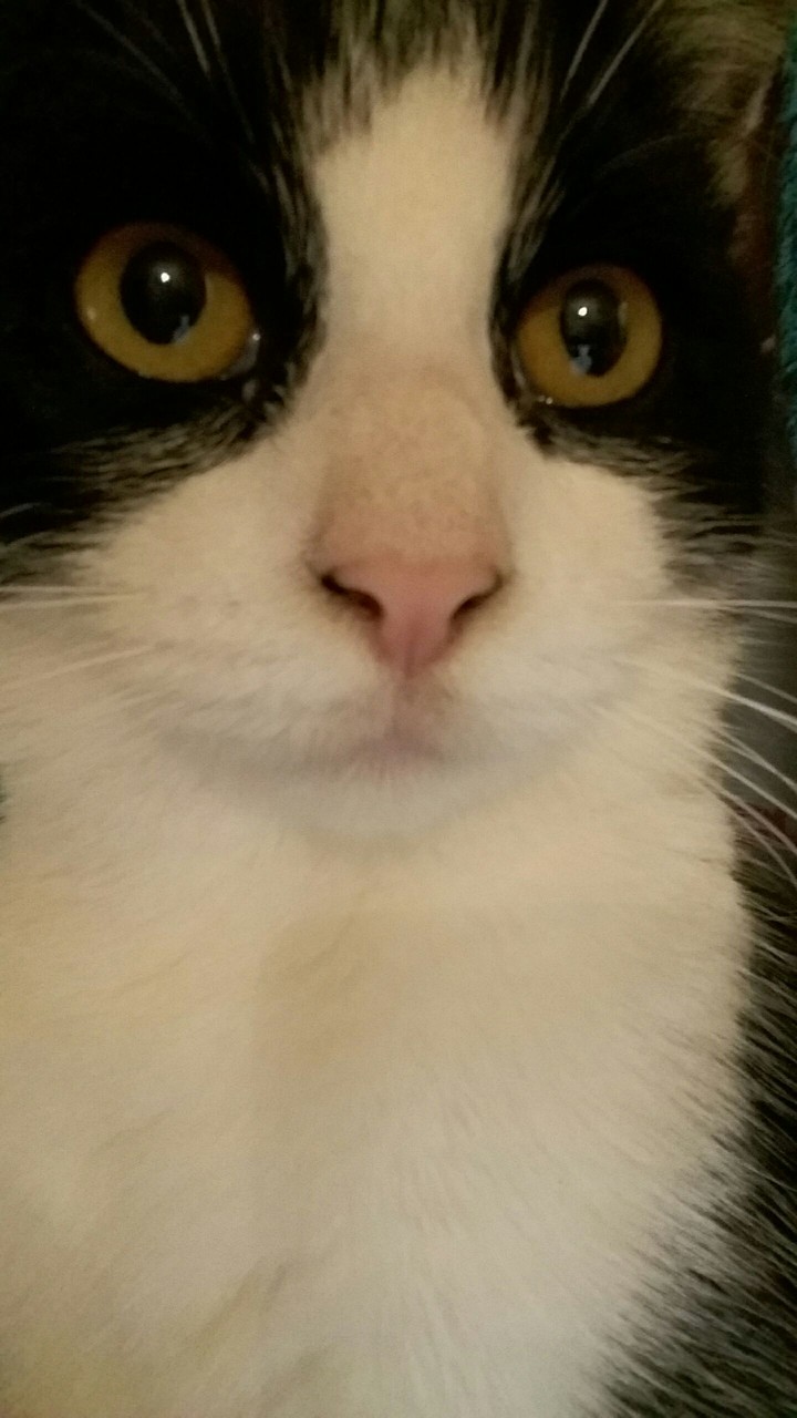 cat white black