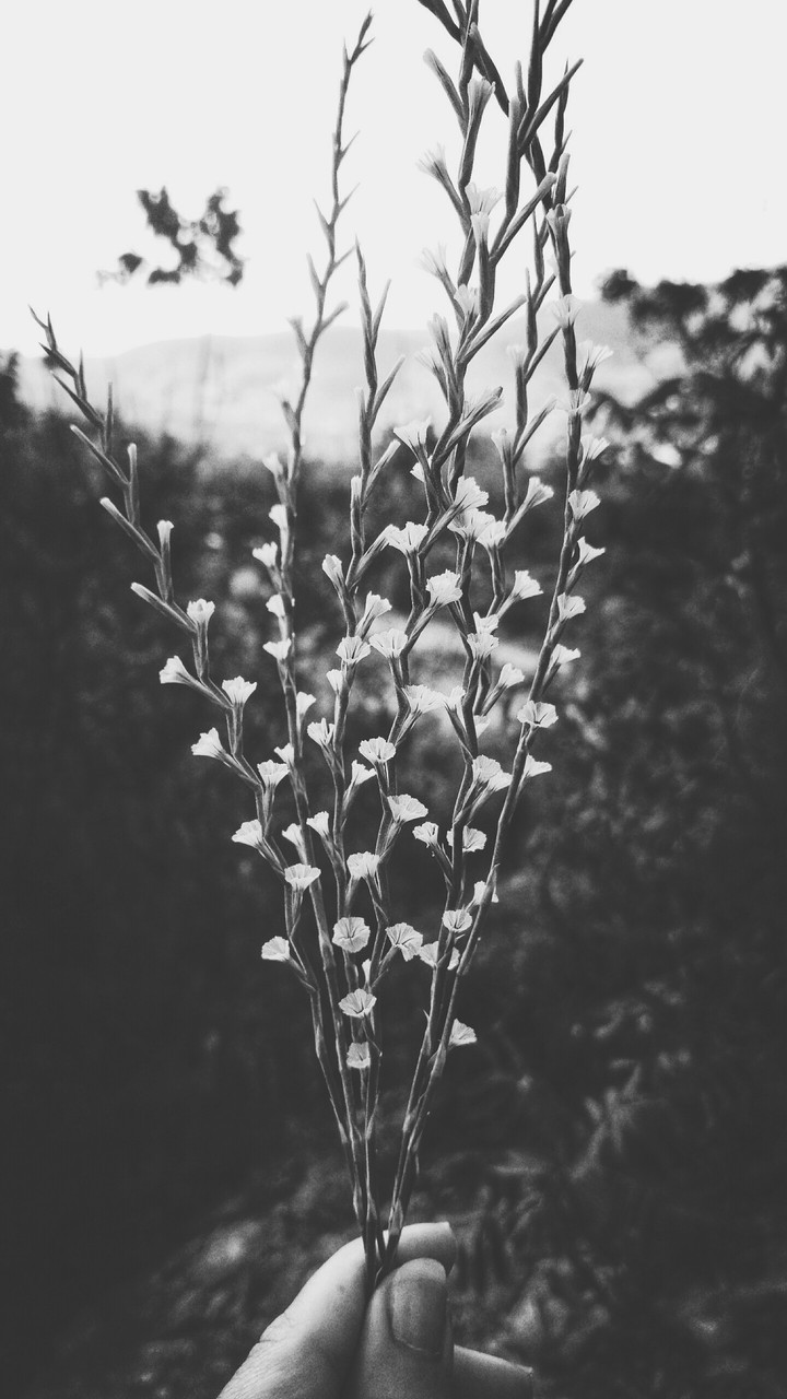 flower