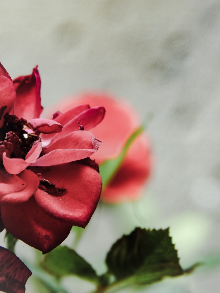 rose