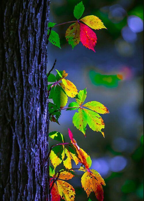 Nature