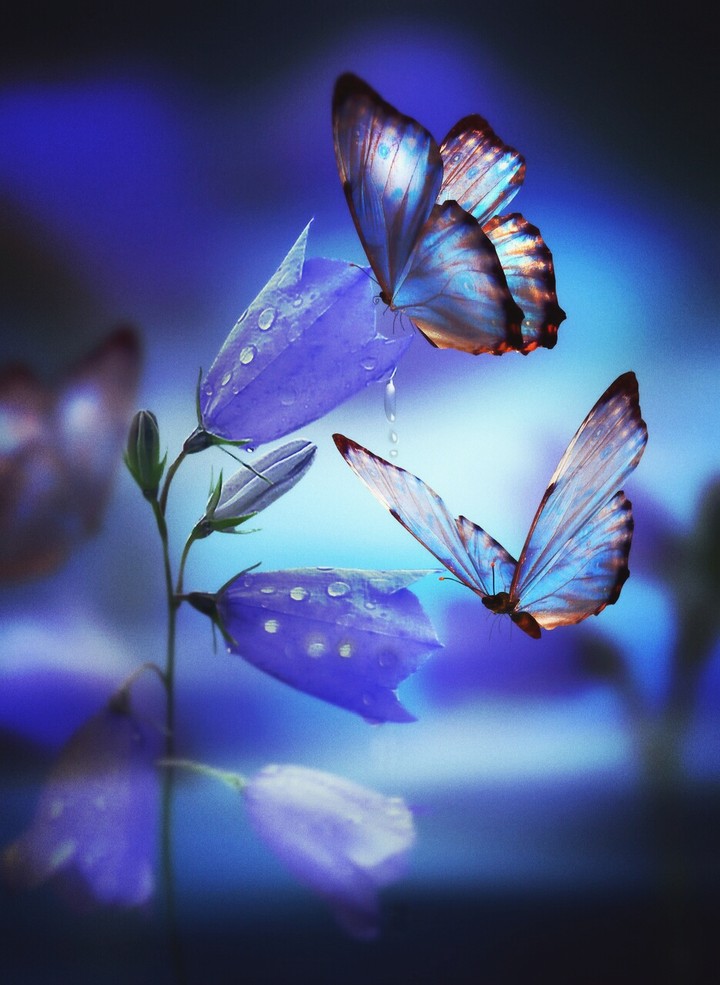 butterflies