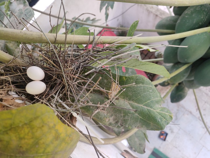Nest