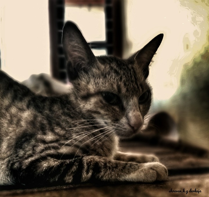 Cat