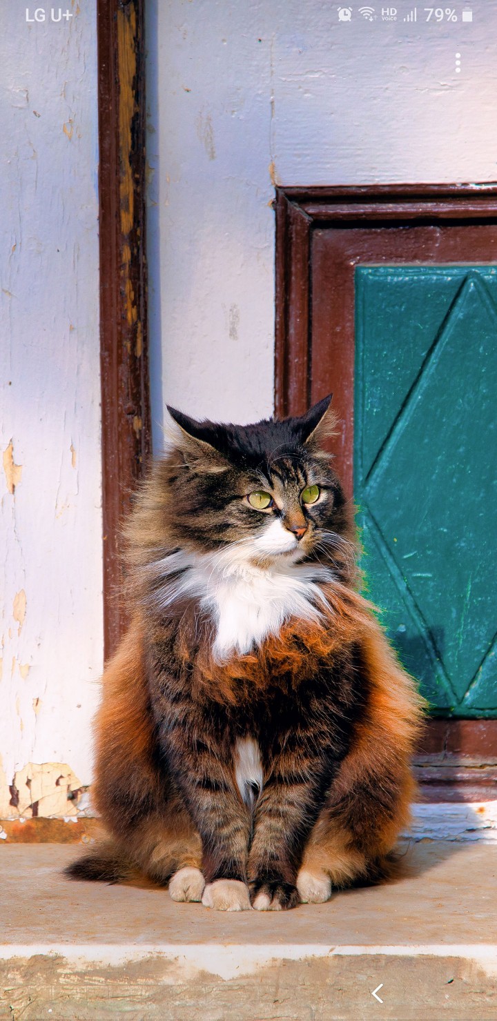 cat