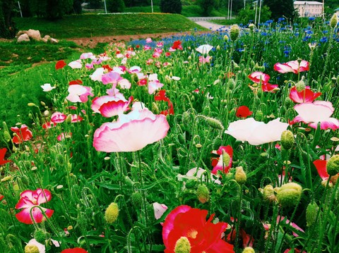 poppy flowers