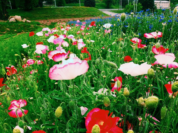 poppy flowers