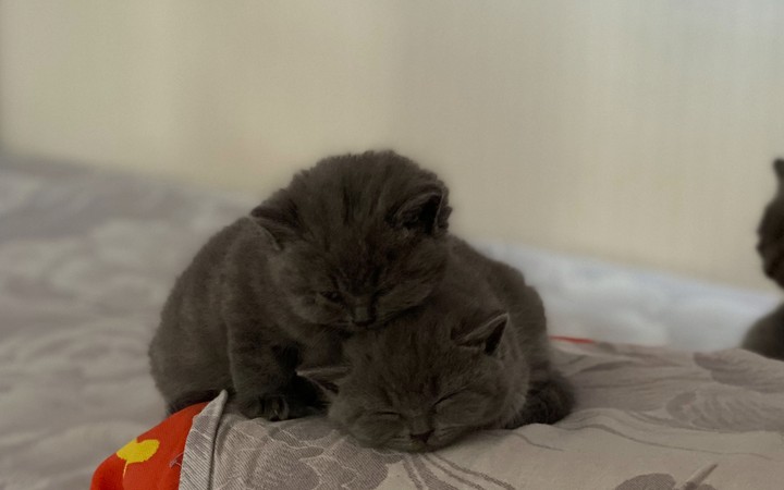 cat