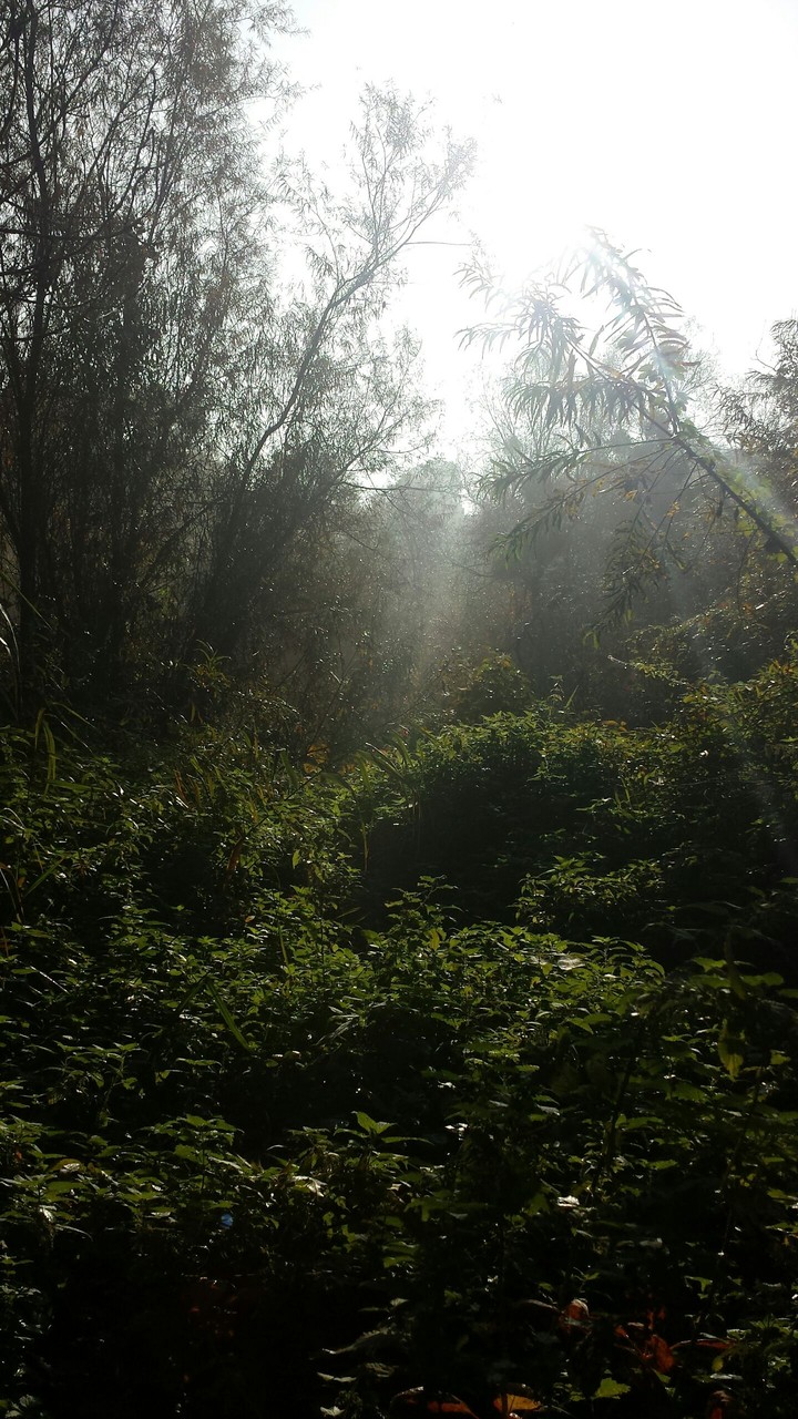 En forêt