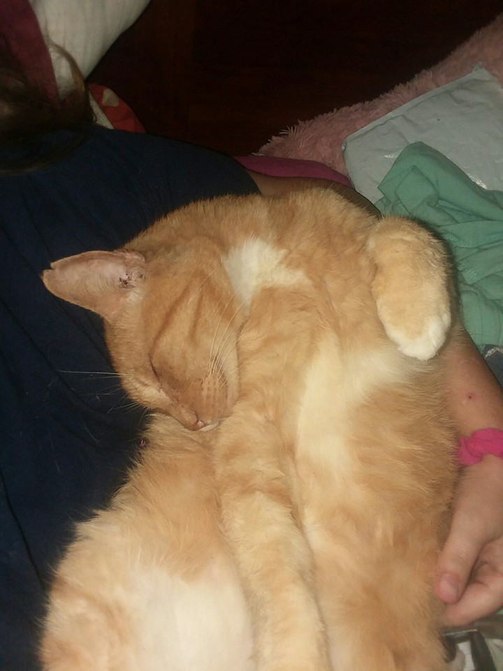 big Moe sleeping Silly