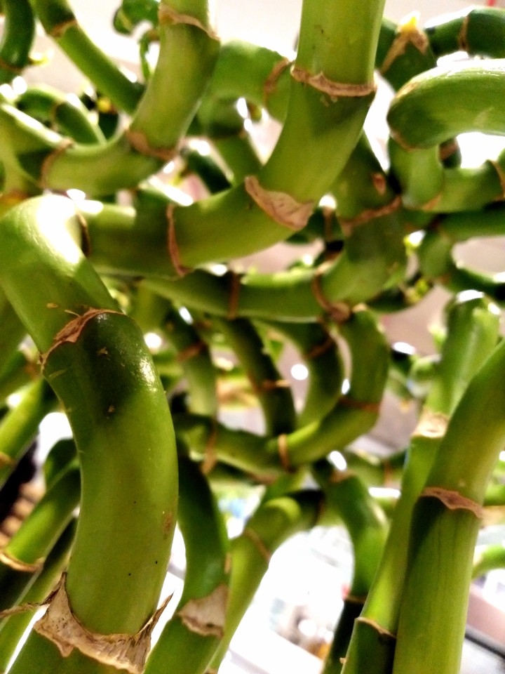 bamboo