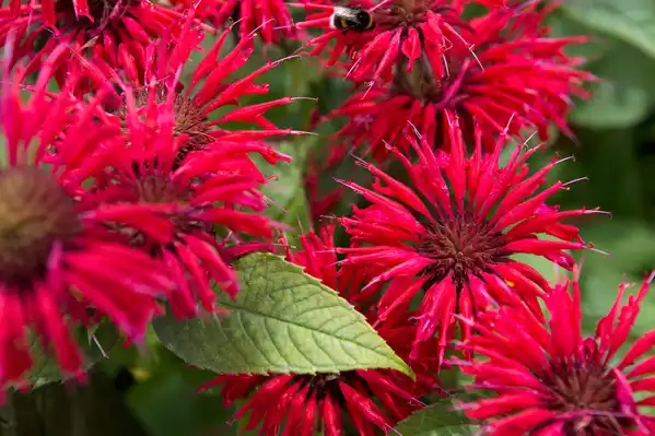 Shaggy, scarlet bergamot blooms