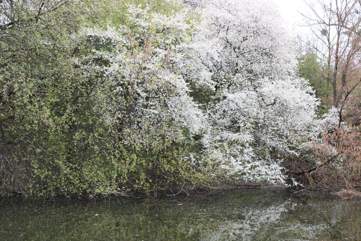 Park