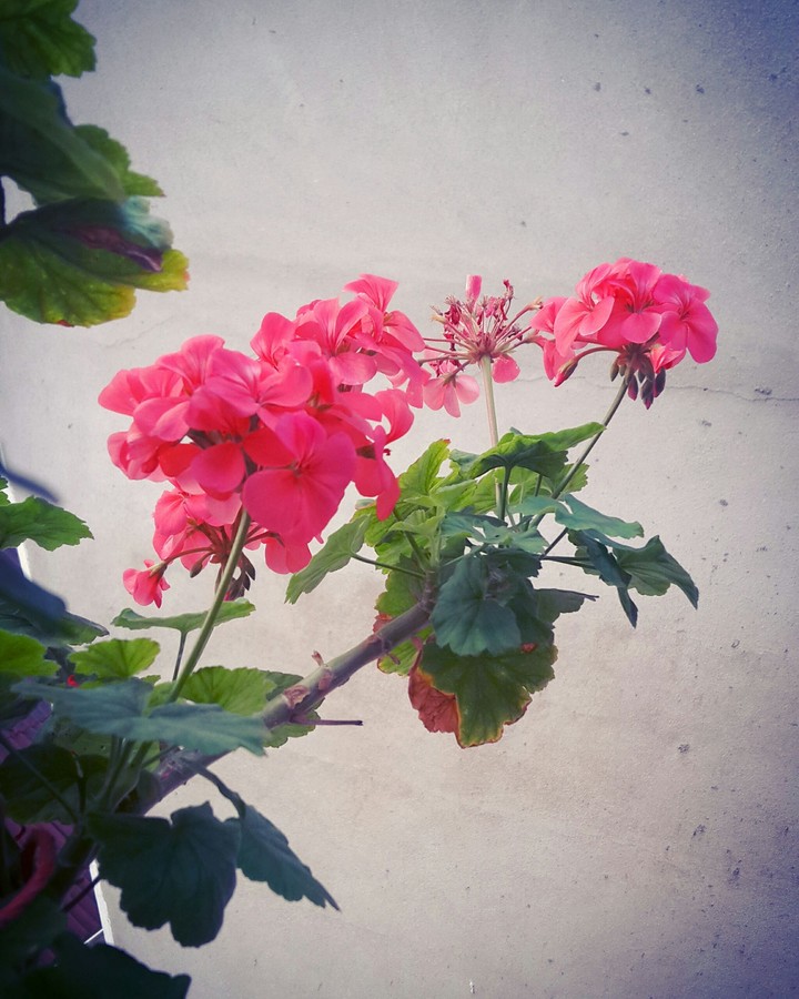 Pink flowers...