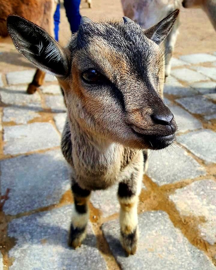 Tierpark
