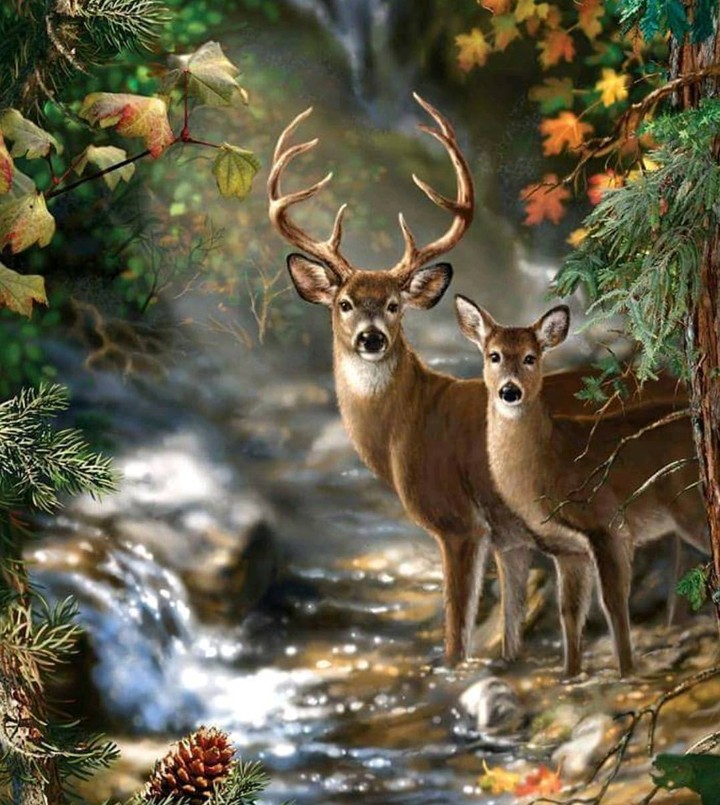 Deer and roe