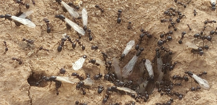 Clover of winged ant