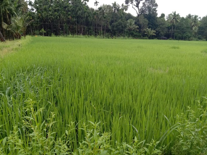 rice