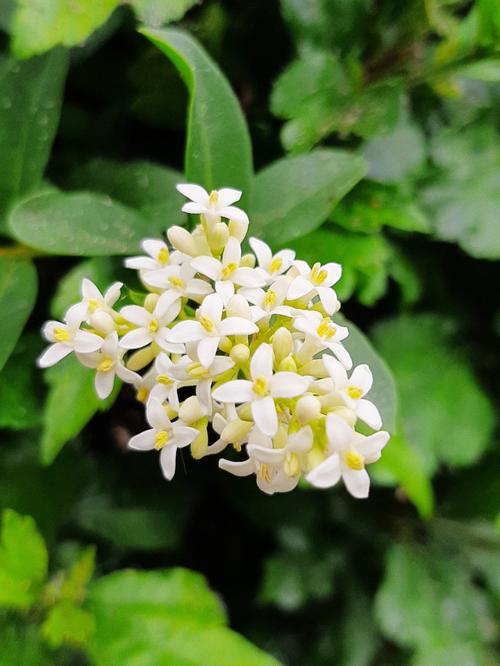 white flower