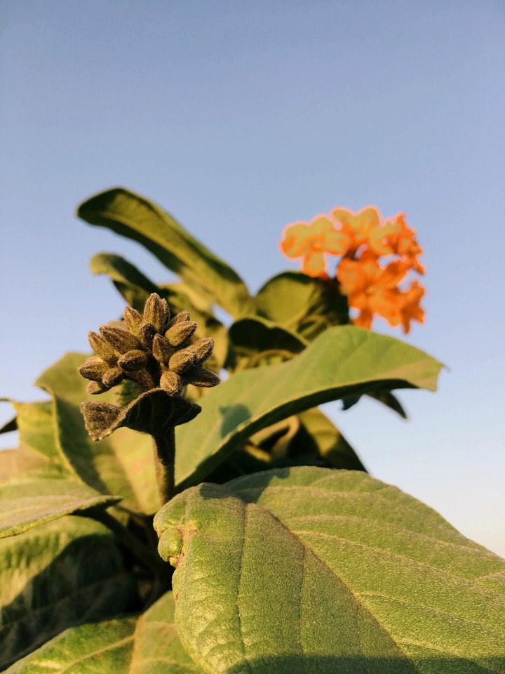 Baby flower